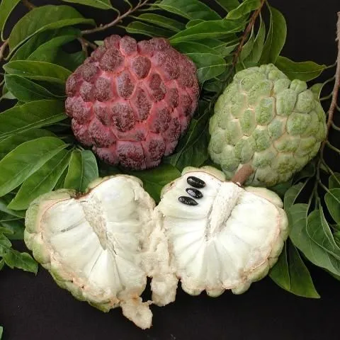 thumbnail for publication: Cost Estimates of Producing Sugar Apple (Annona squamosa L.) in South Florida
